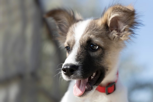 Retrato de um cachorrinho com a língua de fora