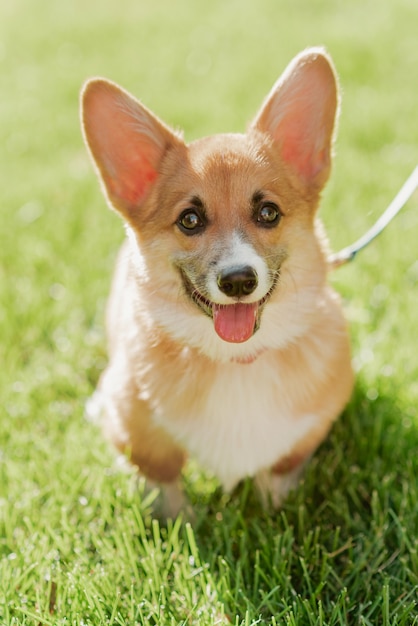 Retrato de um cachorrinho corgi em um fundo de grama em um dia ensolarado