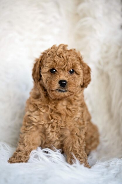 Foto retrato de um cachorrinho de pudel bonito