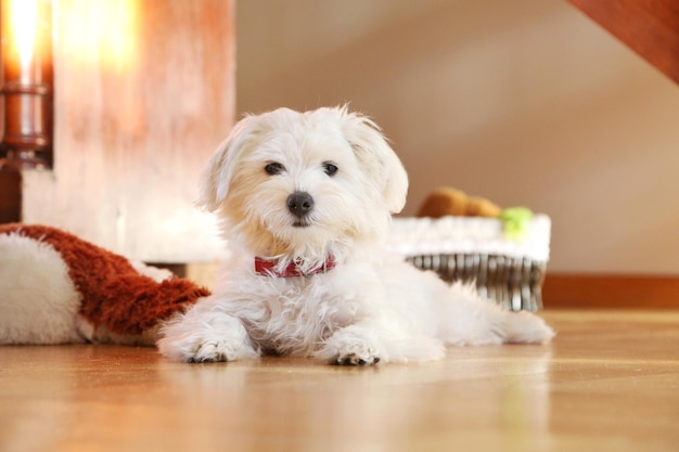 Foto retrato de um cachorrinho em casa