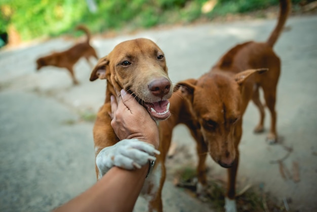 Retrato de um cachorrinho marrom do lado de fora em um bairro com uma pessoa sentada nas proximidades