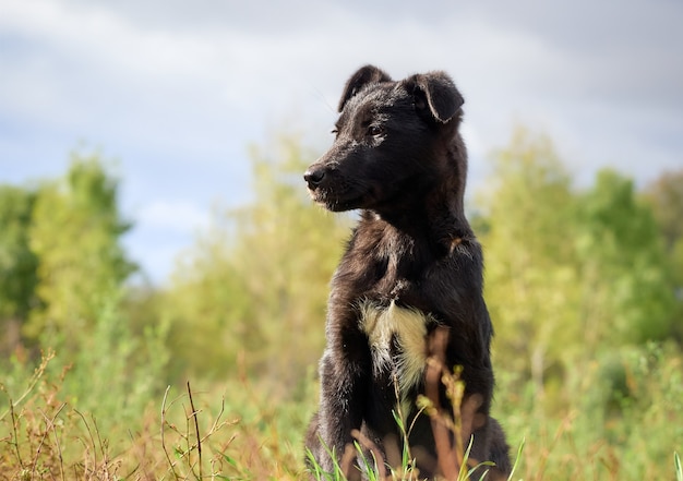 Retrato de um cachorrinho preto.