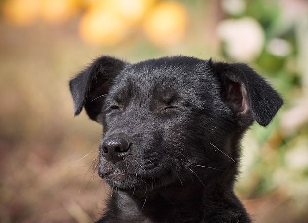 Retrato de um cachorrinho preto.