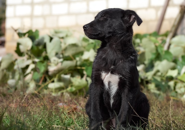 Retrato de um cachorrinho preto.