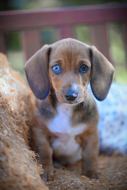 Retrato de um cachorrinho sentado ao ar livre
