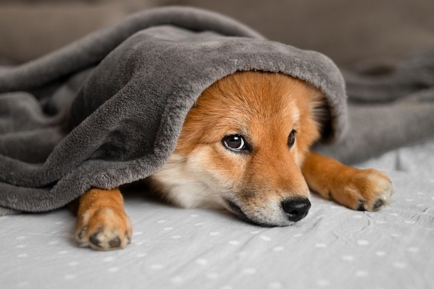 Retrato de um cachorrinho shiba inu cão shiba inu japonês o cachorro está deitado no sofá em um fofo e aconchegante