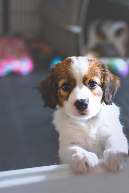 Retrato de um cachorrinho