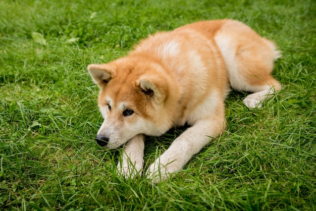 Retrato de um cachorro akita fofo no parque