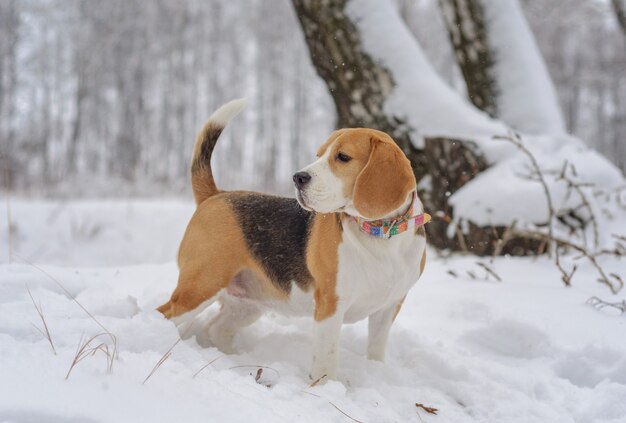 Retrato de um cachorro Beagle em uma caminhada no parque de inverno após uma forte nevasca