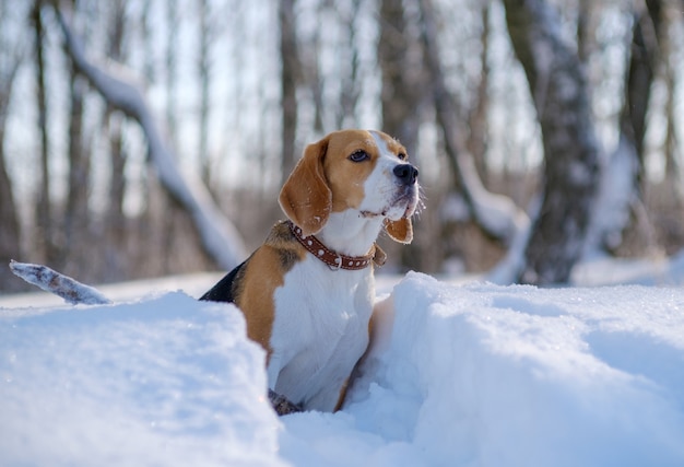 Retrato de um cachorro Beagle em uma floresta coberta de neve de inverno em um dia ensolarado