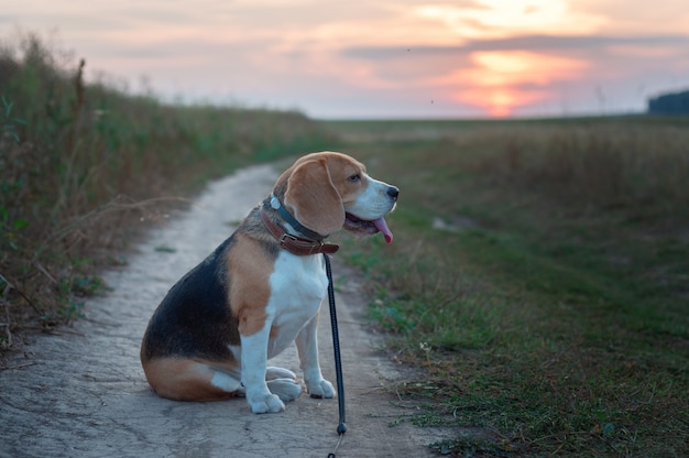 Retrato de um cachorro beagle no fundo de um lindo céu ao pôr do sol no verão após a chuva enquanto caminhava na natureza