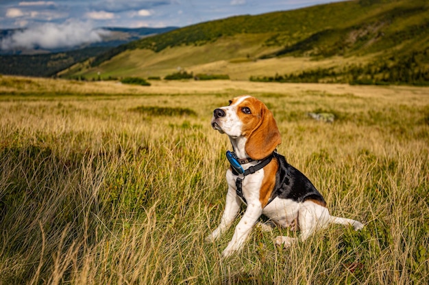 Retrato de um cachorro beagle