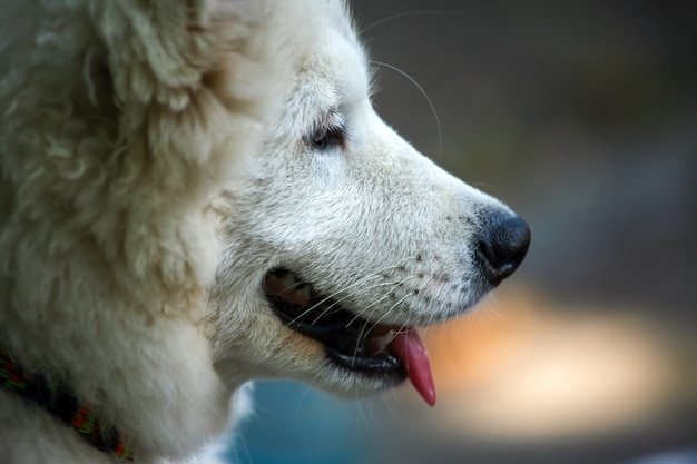 Retrato de um cachorro branco de perto