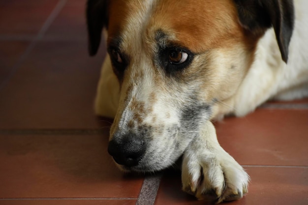 Retrato de um cachorro branco e marrom