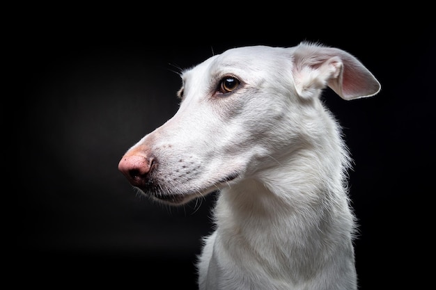 Retrato de um cachorro branco em um fundo preto isolado