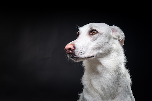 Retrato de um cachorro branco em um fundo preto isolado