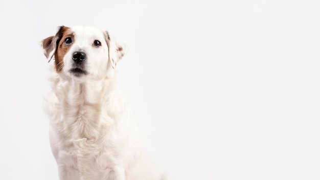 Retrato de um cachorro branco sobre um banner de fundo branco com espaço para texto