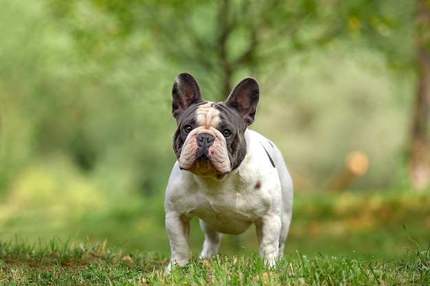 Retrato de um cachorro bulldog francês branco com manchas pretas, pensativamente em pé contra um fundo de grama verde, copie o espaço.