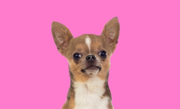 Retrato de um cachorro chihuahua engraçado com orelhas grandes em um fundo rosa