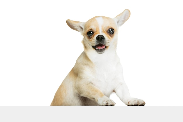 Retrato de um cachorro chihuahua fofo com a língua saindo isolada sobre o fundo branco do estúdio