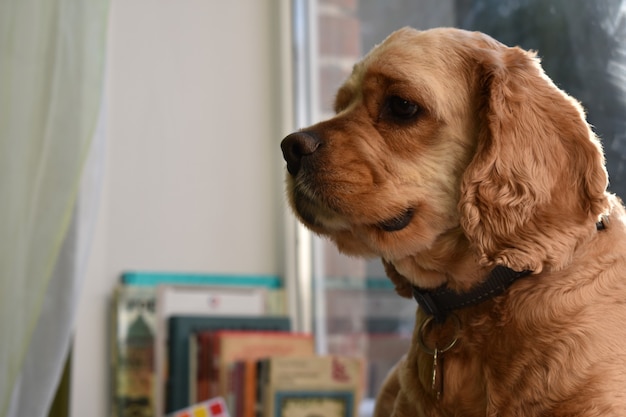 Retrato de um cachorro cocker spaniel em casa