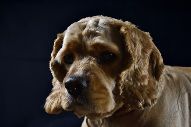 Retrato de um Cachorro Cocker Spaniel