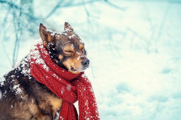 Retrato de um cachorro com lenço de malha amarrado no pescoço andando na nevasca na floresta