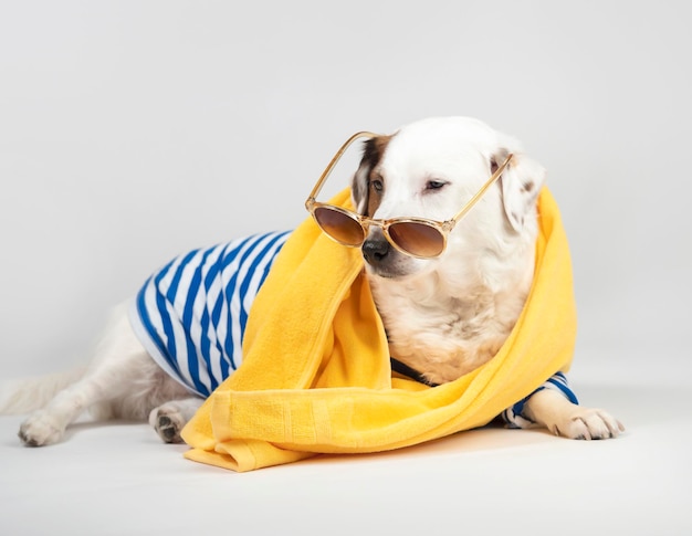 Retrato de um cachorro com óculos escuros e gola alta em um fundo claro Um conceito para uma viagem de férias de verão