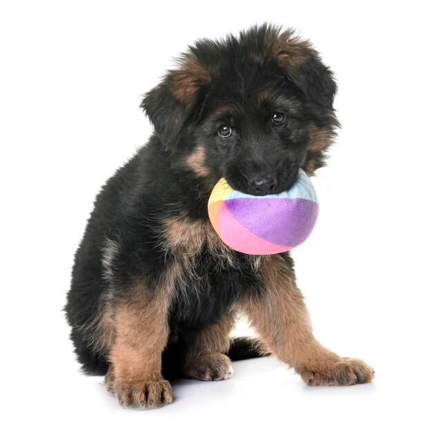 Foto retrato de um cachorro com uma bola sentada contra um fundo branco