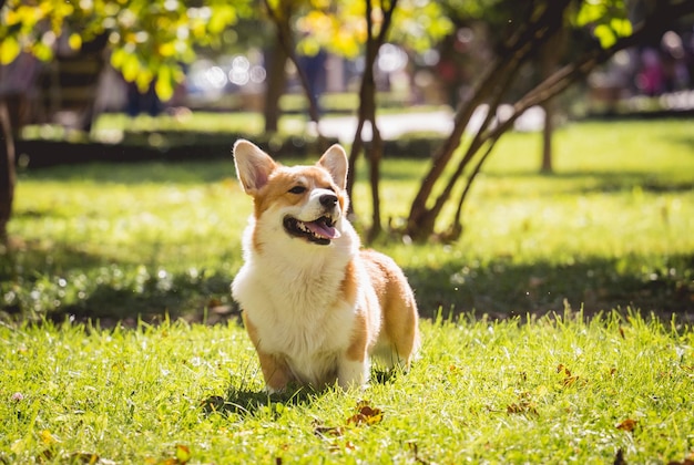 Retrato de um cachorro corgi galês fofo no parque