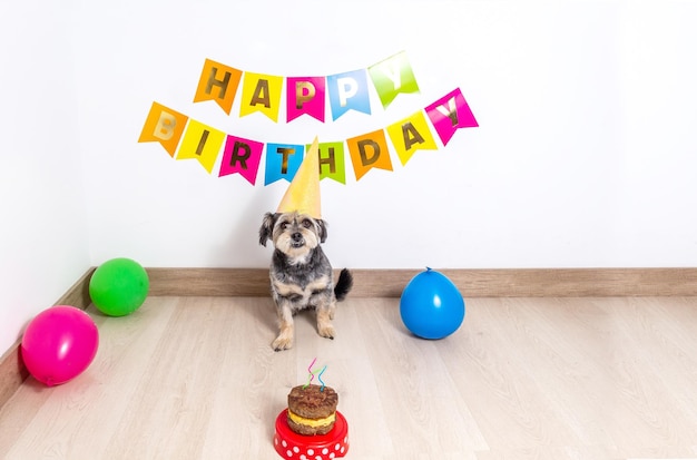 Retrato de um cachorro de chapéu comemorando seu aniversário com um bolo e velas e com decorações festivas Feliz aniversário de animal de estimação