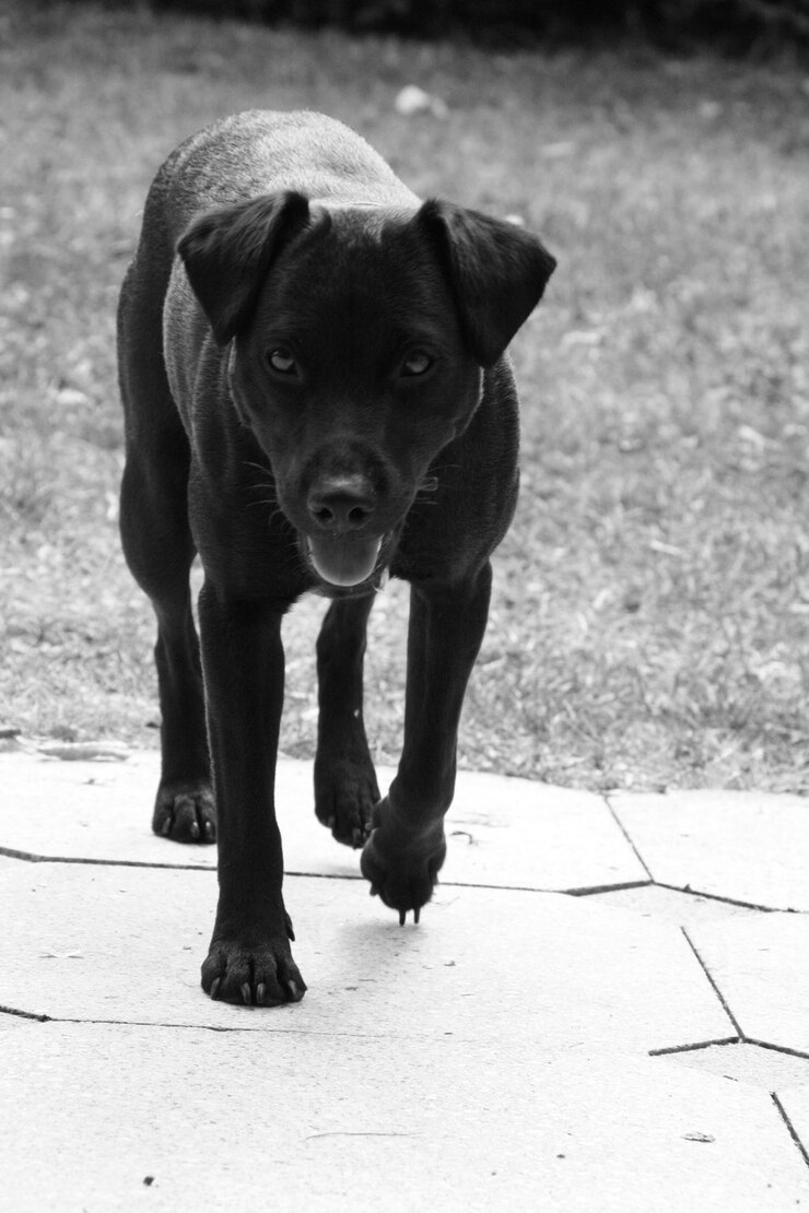 Foto retrato de um cachorro de pé na calçada
