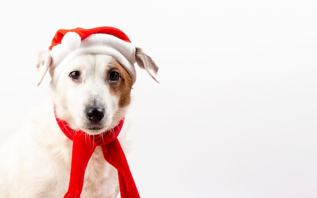 Retrato de um cachorro em um chapéu de Papai Noel Conceito do ano novo e animais de estimação engraçados de Natal