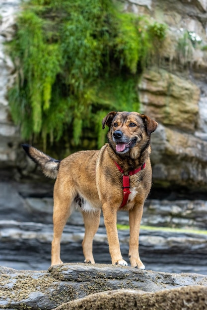 Retrato de um cachorro em uma pedra Os cães são os melhores amigos do homem Amizade bondade fidelidade e companhia