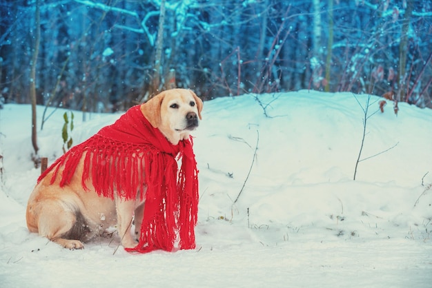 Retrato de um cachorro envolto em um xale vermelho sentado ao ar livre na floresta de inverno nevado