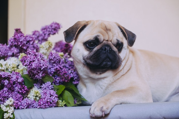 Retrato de um cachorro esfregando e estocando lilases no estúdio