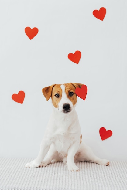 Retrato de um cachorro fofo Jack Russell Terrier no fundo dos corações para o Dia dos Namorados