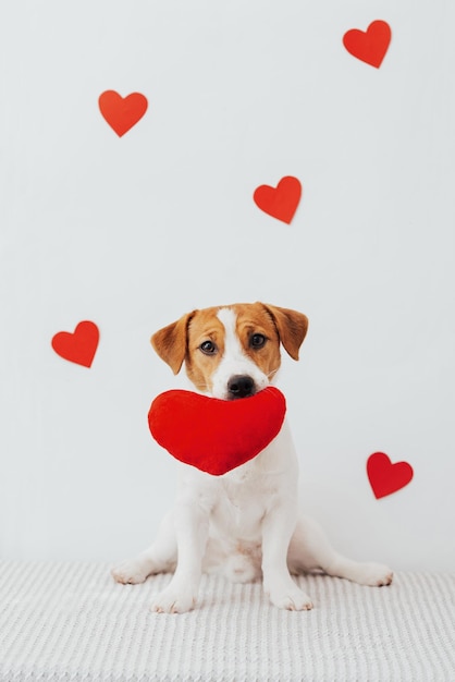 Retrato de um cachorro fofo Jack Russell Terrier no fundo dos corações para o Dia dos Namorados