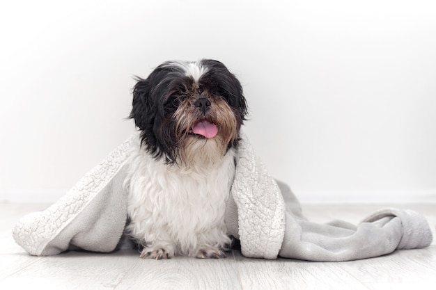 Retrato de um cachorro fofo posando com um roupão de banho