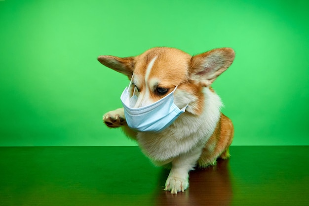 Retrato de um cachorro fofo welsh corgi pembroke usando uma máscara médica em um fundo verde