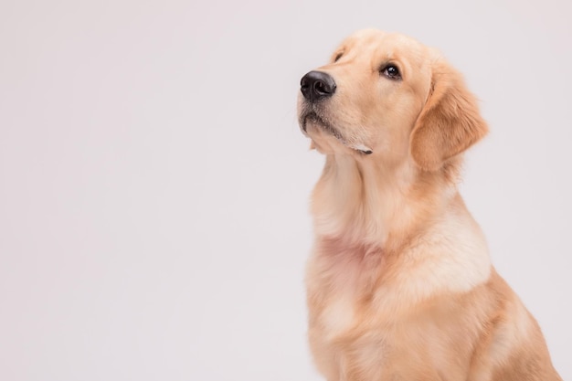 Retrato de um cachorro golden retriever marrom bonito olhando para lanche ou comida em cinza