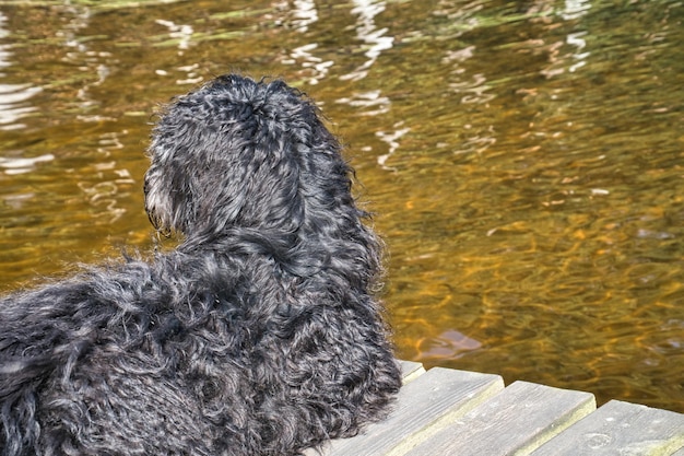 Retrato de um cachorro Goldendoodle O cachorro está deitado em um cais com vista para o lago