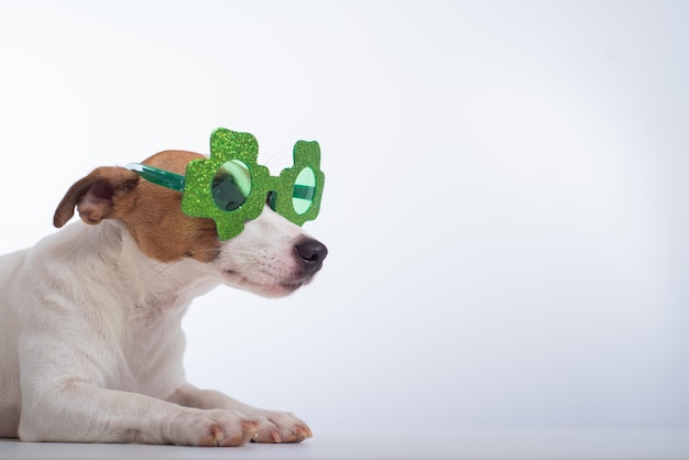 Retrato de um cachorro jack russell terrier em óculos engraçados em um fundo branco Conceito de feriado do dia de são patrício