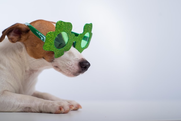 Retrato de um cachorro jack russell terrier em óculos engraçados em um fundo branco Conceito de feriado do dia de são patrício