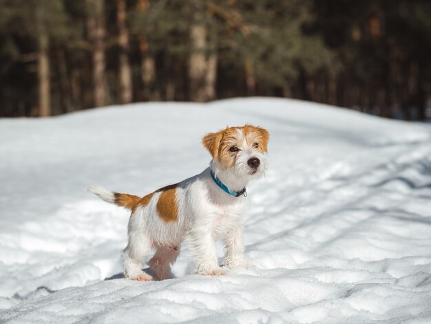 Retrato de um cachorro Jack Russell Terrier na neve.