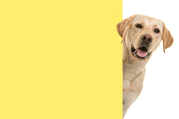 Retrato de um cachorro labrador loiro olhando pela esquina de um quadro vazio amarelo com espaço para cópia