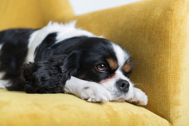 Retrato de um cachorro no sofá amarelo