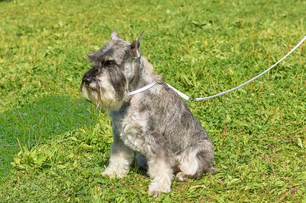 Retrato de um cachorro para um passeio