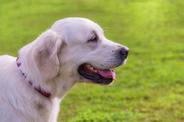 Retrato de um cachorro passeando de perto