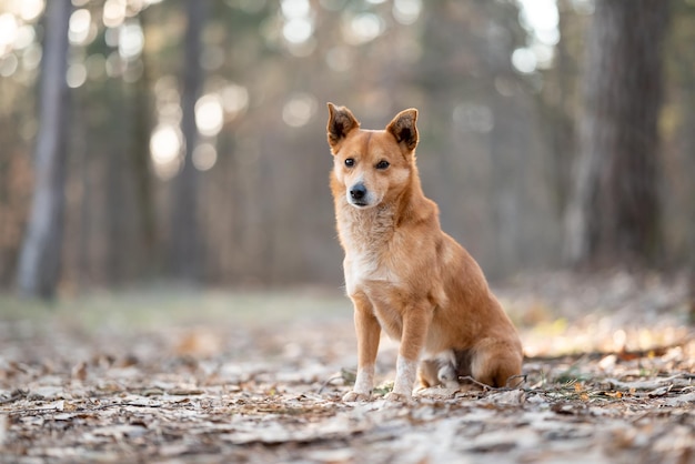 Retrato de um cachorro pequeno olhando para a câmera Cão doméstico na floresta